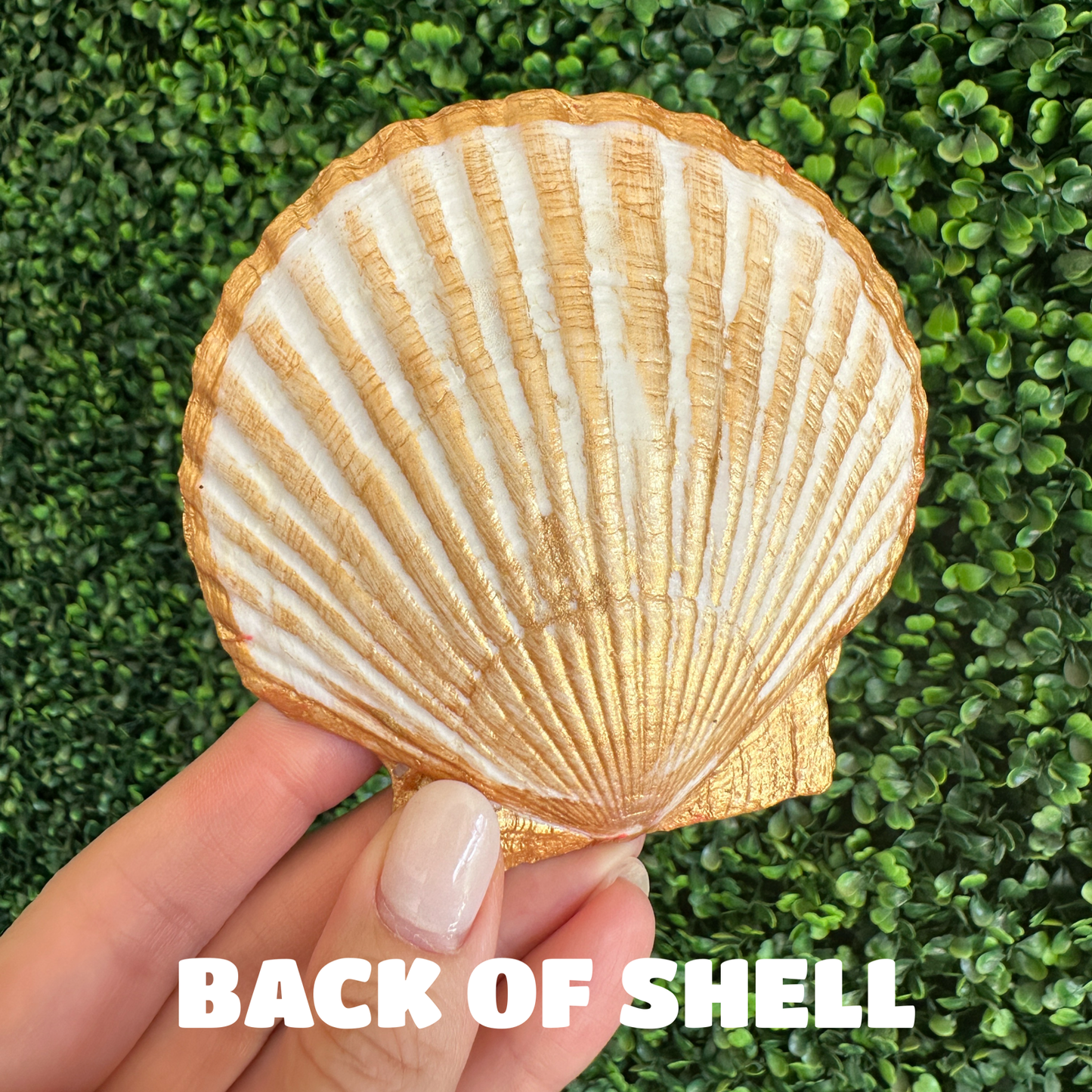 Indigo Garden Shell Jewelry and Trinket Dish