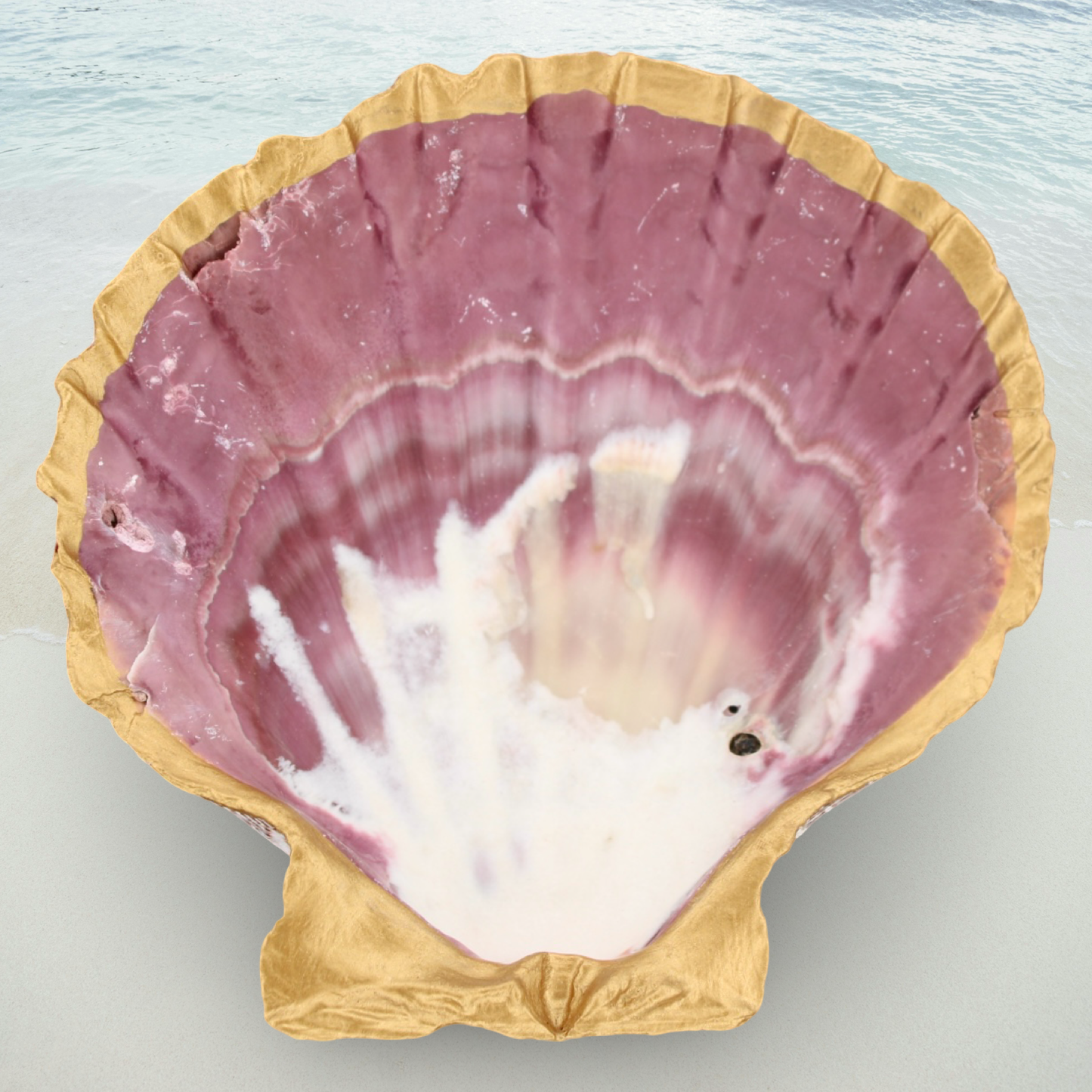 Oversized Lions Paw Shell Jewelry and Trinket Dish